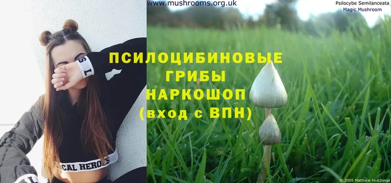 Псилоцибиновые грибы Psilocybine cubensis  это наркотические препараты  Сатка 